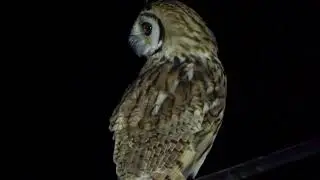 25 05 Striped Owl