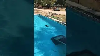 Sir Wins A Lot - Winston Frank Moon at Dock Diving practice Oct 10 2022 -Rotten Dogs Sports Lodge