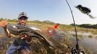 Tamil Snakehead Fishing Video - Best Snakehead Fishing Video - Baby Panda Frog Tamil #ANTONYinfo
