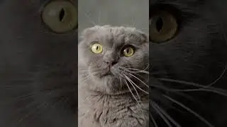 Look what an epic cat! #cat #cat #video #shorts #epic