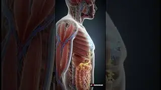 What REALLY Happens When Sugar Floods Your Blood | 3D Animation