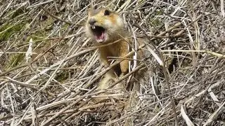 Суслик кричит. ( Spermophilus major )