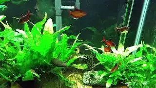 Serpae Tetras In Full Spawning Colors (Red Minor Tetra)