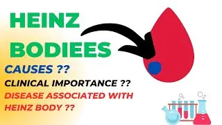 Heinz bodies vs Bite cell of RBC || RBC inclusions  |heinz bodies kya hai hindi/urdu
