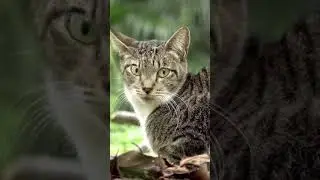 Gray and white tabby | Alley Cats' Kyoto #short