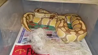 Prelay Sheds and Updates on Breeder Ball Pythons