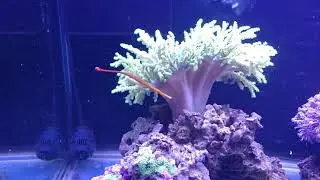 Feeding Reticulate boxfish and Yellow Multibanded Pipefish