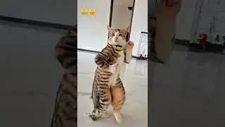 kedi dans ediyor #kedi #cat #dance