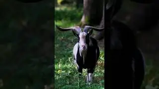 Goats are very intelligent and curious animals #wildlife #wild #shorts #shortsfeed #viral #trending