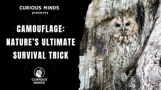 Masters of Camouflage Explained: Nature&rsquo;s Invisible Hunters | Curious Minds Explains
