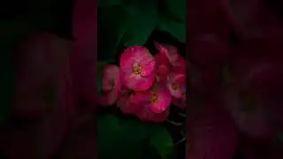 color grading part 3 #photography #lightroom #flowers