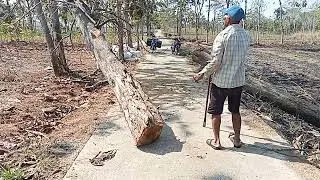 MBah domo tebang kayu jati-CHAINSAW MAESTRO PLUS CS6500L