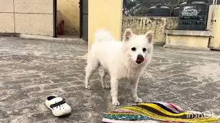 Is kutte ko Dekho #viral #shorts #viralvideo #video #trending #dogs #dog #subscribe 