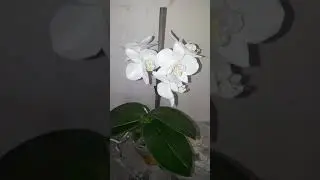Орхидеи , продажа 🌸Цветочек🌸 P. Amabilis ' Tia Wu' первое домашнее цветение,полный роспуск
