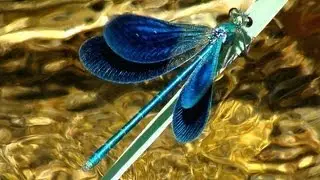 Tesouros naturais de Ma&ccedil;&atilde;o / Tr&eacute;sors naturels de Ma&ccedil;&atilde;o:  12  Libelinha, Calopteryx sp. macho.