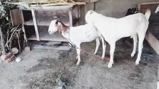 🐐 Goat Meeting Male Goat for the First Time | Village Goat Life Scene 