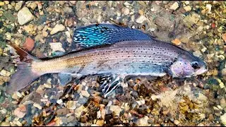 Arctic graylings caught in Warm Springs Creek near Anaconda