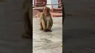Hungry Monkey | Very Sad & Emotional 😭 #monkey #hungry #sad #crying #animals #ytshorts #shorts