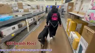 Pablo's 21 Day Board & Train | 7 month old Rottweiler #rottweilerpuppy #offleash #dogtraining