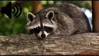SONIDO DEL MAPACHE (&iquest;C&oacute;mo Suenan los MAPACHES?)