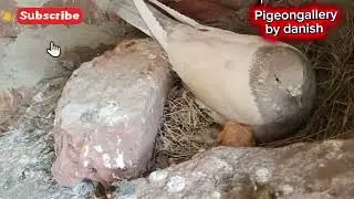 #kabootar #pigeon #Hightlights #pakistan  #pigeonlover #pigeongallerybydanish #kabuterbazi 