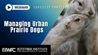 Use of Fertility Control to Manage Urban Prairie Dog Populations