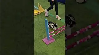 Rabbit Jumping Competition At Sydney Royal Easter Show Part 2