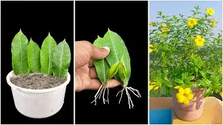 Red allamanda plant propagation from cutting | Allamanda cutting growing