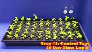 Great Root Race  Green Pad Winner Time Lapse Product Testing And Comparison