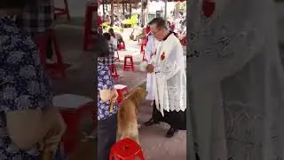 my dog receives blessing on the feast of st. francis of assisi #dog #doglover #blessings