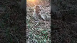lovely baby monkey #shorts