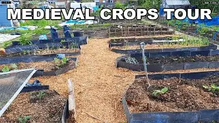 UK Allotment Tour Of My Medieval Crops