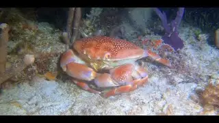 Batwing Coral Crab Dominates Fireworm on the Reef at night