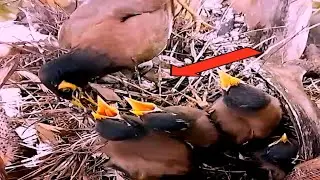 Mother myna takes care of the baby at the nest#baby