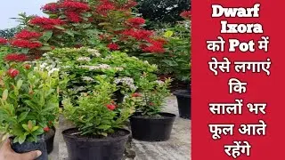 Dwarf Ixora Plant Care / Potting, Soil Mixture & Fertilizer Guide/ Miniature Ixora Flowering Tips 