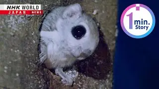 Hokkaido&rsquo;s flying squirrels share city with humansーNHK WORLD-JAPAN NEWS