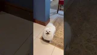 Lulu Pomerania dog song #puppy #animals #funny #gato #cat #cats #shorts #wwe #fyp #cute #dogs #short
