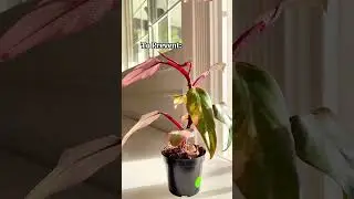 Quick and easy fix for philodendron stuck leaves #plantcare #plantcaretips #philodendron