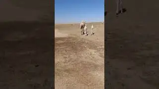 Saudi Arabia Estra # short # shortfeetd #youtubeshorts #viralshorts #viralvideo