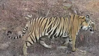 Taboda National Park - Tigers