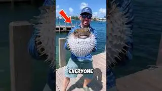 Шипы рыбы-фугу крупным планом! 😱🐡