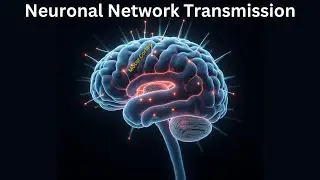 Cortex to Motor Pathways: Neuronal Network Transmission, PT