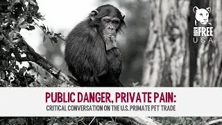 Public Danger, Private Pain: A Critical Conversation on the U.S. Primate Pet Trade