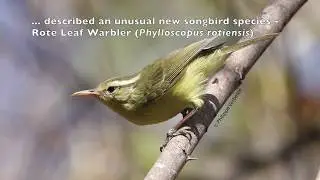 Unusual new bird species, Rote Leaf Warbler (Phylloscopus rotiensis), discovered from Indonesia