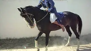 Young Nihang Singh Jumping his horse