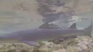 Shark bay Sal experience