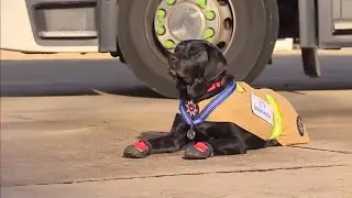 Rex - Britain's longest serving fire investigation dog retires (UK) 23/Nov/2023