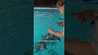DOLPHINS call each other by NAME?! | STEM&middot;E #shorts - #didyouknow #dolphin #sciencefacts