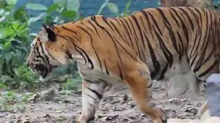 Malayan Tiger at Zoo Negara, Kuala Lumpur, Malaysia クアラルンプールの国立動物園のトラ