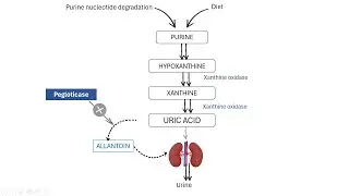 Breaking the Chains of Refractory Gout: Pegloticase Pharmacology Simplified
